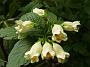 Weigela middendorfiana